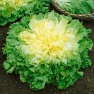 Broadleaf Batavian Endive (Escarole) Heirloom 2000 Seeds Fresh Garden