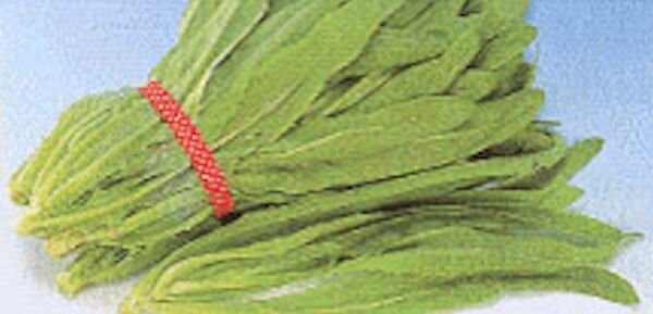 Sword Leaf Lettuce Pointed Leaf Lettuce ""A Choy"" 2000 Seeds Fresh Garden