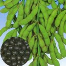 Tankuro Soybean Variety Gourmet Glycine Max 30 Seeds Fresh Garden