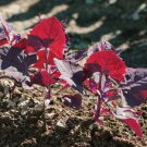 Bright Red Orach French Spinach (Atriplex Hortensis) 300 Seeds Fresh Garden