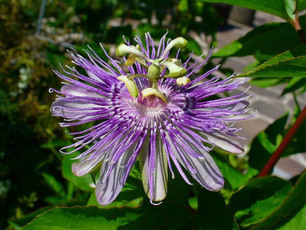 Maypop Purple Passion (Edible Fruit) (Passiflora Incarnata) Cold Hardy15 Seeds Fresh Garden
