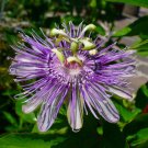 Maypop Purple Passion (Edible Fruit) (Passiflora Incarnata) Cold Hardy15 Seeds Fresh Garden