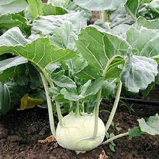 White Vienna Kohlrabi Heirloom 1000 Seeds Fresh Garden