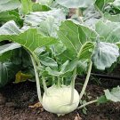 White Vienna Kohlrabi Heirloom 1000 Seeds Fresh Garden