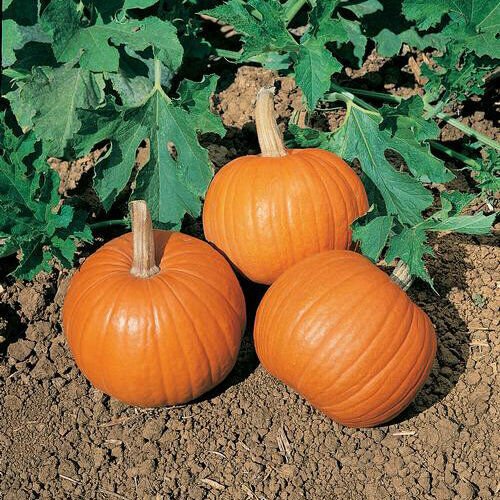 Weeblittle Pumpkin Heirloom Aas Winner 25 Seeds Fresh Garden
