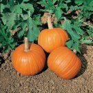 Weeblittle Pumpkin Heirloom Aas Winner 25 Seeds Fresh Garden