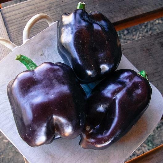 Purple Beauty Pepper Bell Pepper Heirloom 100 Seeds Fresh Garden