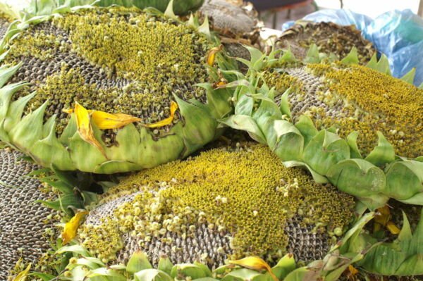 Giant Titan Sunflower Huge 24 Inch Heads Big Fat 50 Seeds Fresh Garden
