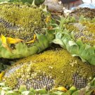 Giant Titan Sunflower Huge 24 Inch Heads Big Fat 50 Seeds Fresh Garden