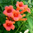Hummingbird Trumpet Creeper Vine Campsis Radicans Flower 70 Seeds Fresh Garden