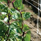Red Stem Malabar Spinach Basella Alba ""Rubra"" 75 Seeds Fresh Garden