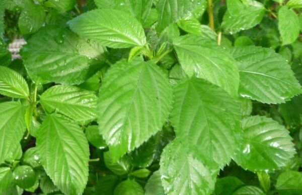 Egyptian Spinach (Corchorus Olitorius) Saluyot Green Jute 500 Seeds Fresh Garden