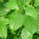 Egyptian Spinach (Corchorus Olitorius) Saluyot Green Jute 500 Seeds Fresh Garden