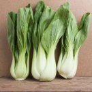 Chinese White Stem Pak Choi Bok Choy Chinese Cabbage 3000 Seeds Fresh Garden