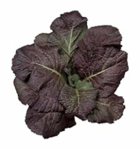 Red Giant Mustard Brassica Juncea Heirloom 1500 Seeds Fresh Garden
