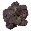 Red Giant Mustard Brassica Juncea Heirloom 1500 Seeds Fresh Garden