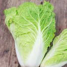 Michihili Cabbage Heirloom 1000 Seeds Fresh Garden