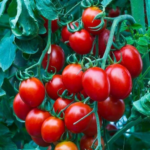 Small Red Cherry Tomato Heirloom 50 Seeds Fresh Garden
