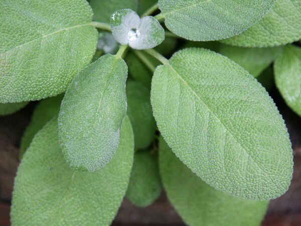 Broadleaf Sage 150 Seeds Fresh Garden
