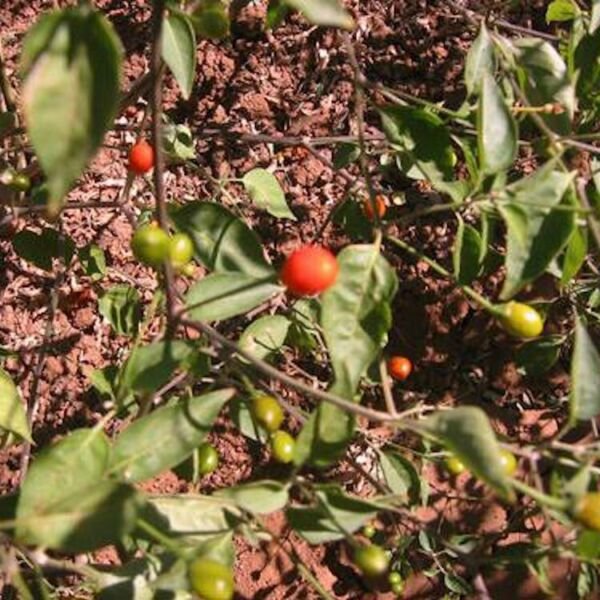 Chiltepin Pepper 25 Seeds Fresh Garden