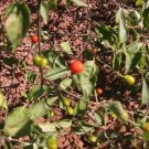 Chiltepin Pepper 25 Seeds Fresh Garden