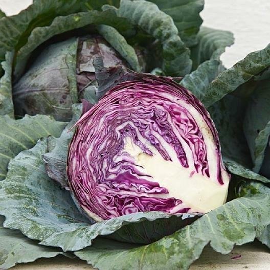 750 Seeds Red Acre Cabbage Seed Non-Gmo Brassica Oleracea Gourmet Fresh Garden
