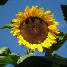 25 Seeds Seed Black Mammoth Russian Sunflower Seed Fresh Garden
