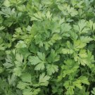 2000 Seeds Italian Giant Parsley Seed Non-Gmo Heirloom Fresh Garden