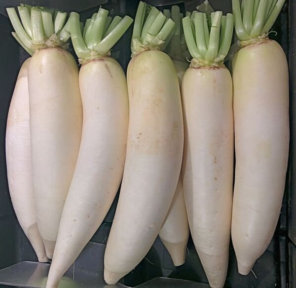 600+ Seeds Daikon Radish Seed Heirloom Non Gmo -Seller Fresh Garden