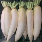 600+ Seeds Daikon Radish Seed Heirloom Non Gmo -Seller Fresh Garden