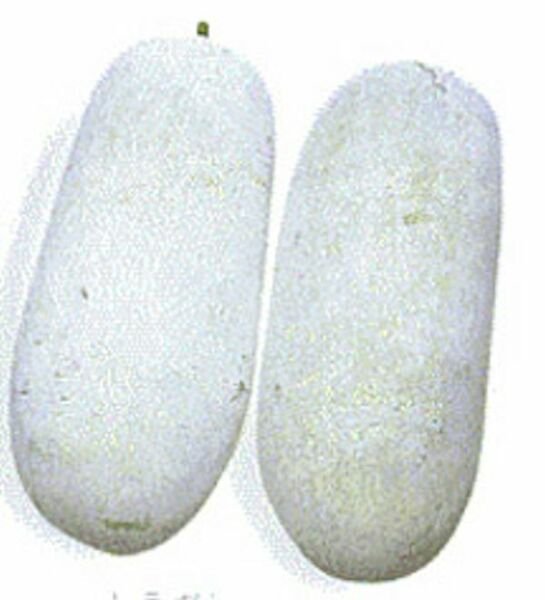 30 Seeds Wax Gourd Fuzzy Winter Melon Oblong Seed Benincasa Hispida Fresh Garden