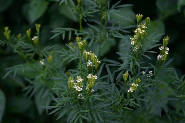 300 Seeds Huacatay Seed Black Mint Peruvian Medicinal & Culinary Herb Tagetes Minuta Fresh Garden