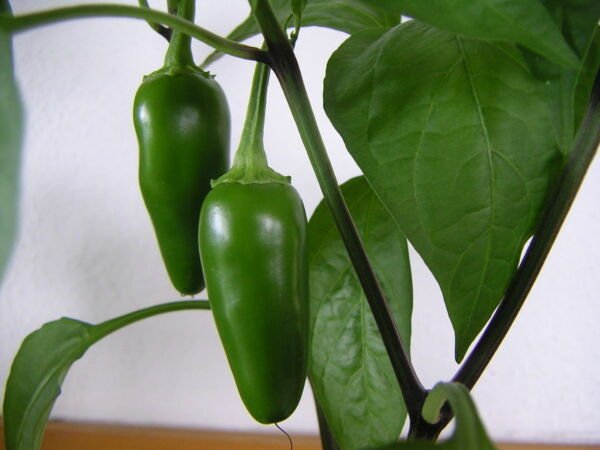 300 Seeds Jalapeno M Hot Spicy Pepper Vegetable Seed Non-Gmo Fresh Garden