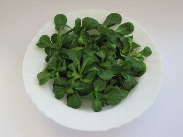 1500 Seeds Dutch Corn Salad Seed Lambs Lettuce Valerianella Locusta Herb Non-Gmo Fresh Garden