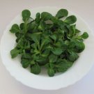 1500 Seeds Dutch Corn Salad Seed Lambs Lettuce Valerianella Locusta Herb Non-Gmo Fresh Garden