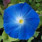 150 Seeds Morning Glory Seedheavenly Blue Ipomoea Tricolor Fresh Garden