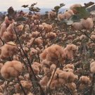 50 Seeds Brown Cotton Gossypium Seed Fresh Garden