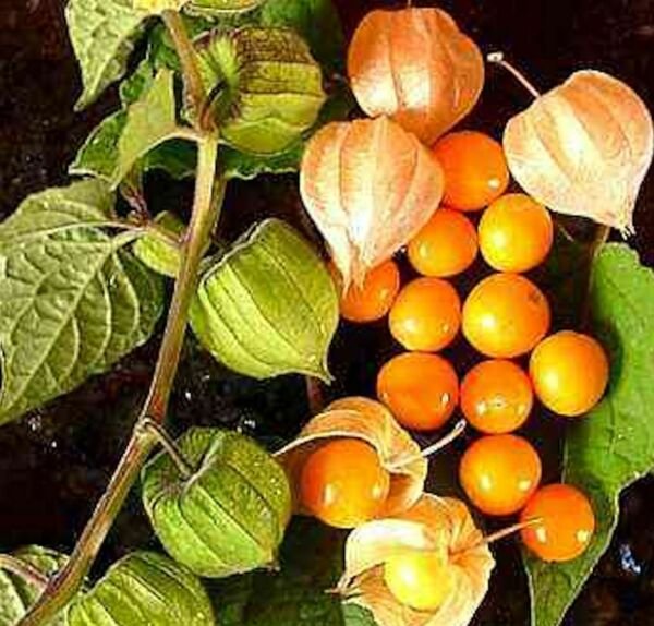 500 Seeds Giant Poha Cape Gooseberry Seed Physalis Peruviana Ground Cherry Fresh Garden