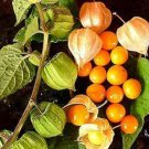 500 Seeds Giant Poha Cape Gooseberry Seed Physalis Peruviana Ground Cherry Fresh Garden