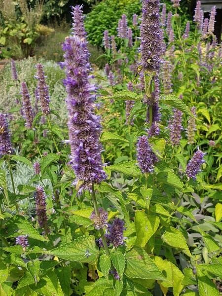 100 Seeds Korean Mint Seed (Agastache Rugosa) Used In Chueo Tang Maeun Tang Fresh Garden