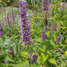 100 Seeds Korean Mint Seed (Agastache Rugosa) Used In Chueo Tang Maeun Tang Fresh Garden