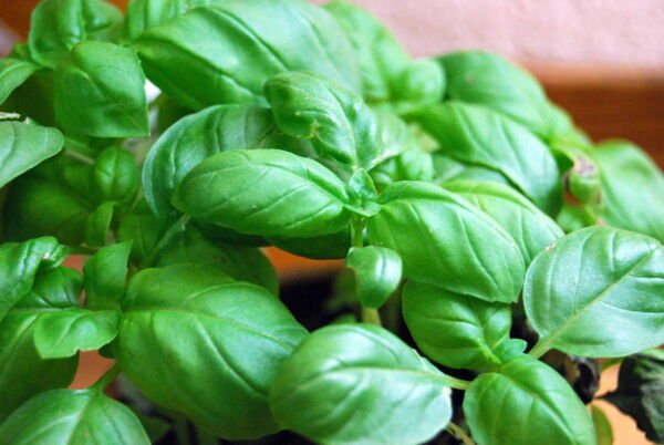 2000 Seeds Genovese Basil Seed Ocimum Basilicum Herb Non-Gmo Fresh Garden