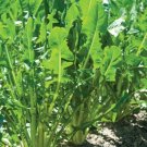 1000 Seeds Heirloom Italian Dandelion Catalogna Emerald Endive Seed Fresh Garden