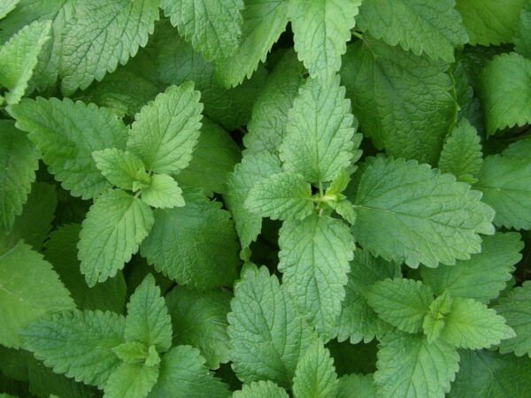 1000 Seeds Lemon Balm Seed (Melissa Officinalis) Nongmo Variety Fresh Garden