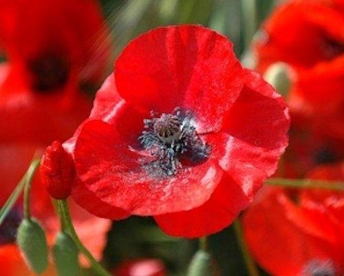 5000 Seeds Red Corn Poppy Seed Papaver Rhoeas Fresh Garden