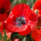 5000 Seeds Red Corn Poppy Seed Papaver Rhoeas Fresh Garden