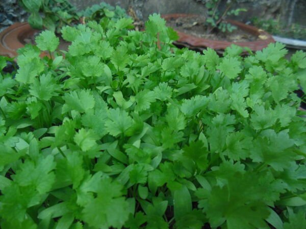 200 Seeds Cilantro/Coriander Seed Non-Gmo Fresh Garden