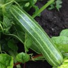 50 Seeds Cocozelle Zucchini Summer Squash Seed Cucurbirta Pepo Italian Squash Non-Gmo Fresh Garden