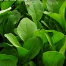 3000 Seeds Arugula Seed Eruca Sativa Rocket Rocket Salad Rocket Non-Gmo Fresh Garden