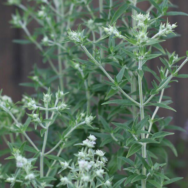 1000 Seeds Mountain Mint Seed Pycnanthemum Pilosum Fresh Garden